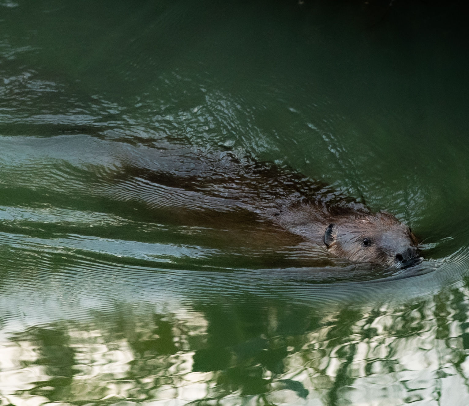 Beaver Lodge Summer 2019